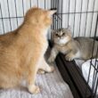 The reaction of a kitten that got scolded for biting its own tail is so cute…