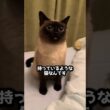 シャム猫は一晩で真っ黒になる？