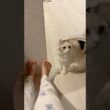 猫にちょっかいかけた末路、、、#cat #アメリカンカール #猫のいる暮らし #猫 #ねこ