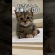 むぎちゃん保護１２日目　猫岩盤浴　 #子猫