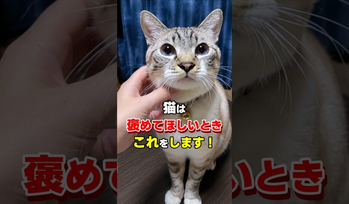 見逃さないで！猫が褒めてほしいときに見せる6つの行動 #猫雑学 #ねこたんの解説 #ねこ