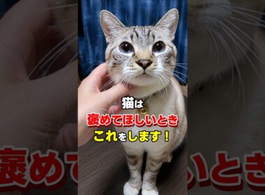 見逃さないで！猫が褒めてほしいときに見せる6つの行動 #猫雑学 #ねこたんの解説 #ねこ