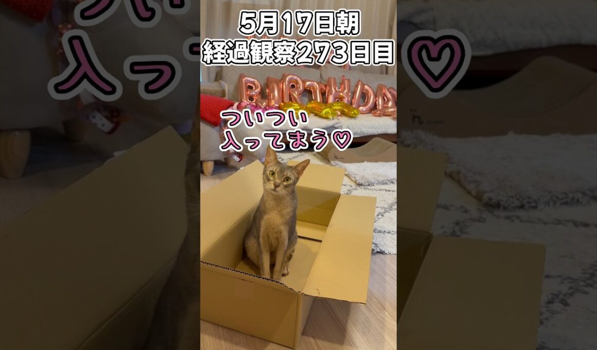 ハルのFIP闘病記 投薬治療終了! 経過観察273日目その1 #shorts #猫 #子猫