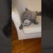 おはよう #ねこ動画 #アメリカンカール