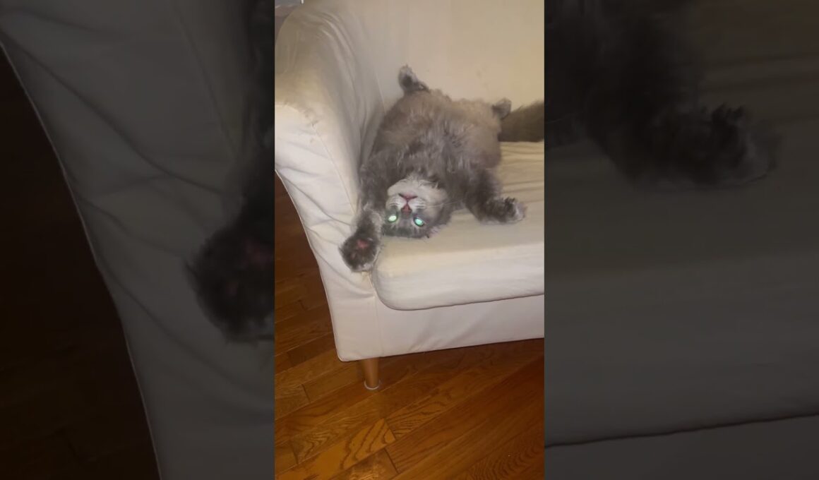 おはよう #ねこ動画 #アメリカンカール