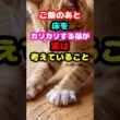 #猫の心理 ｜ご飯のあとの床カリカリの正体