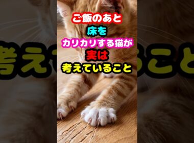#猫の心理 ｜ご飯のあとの床カリカリの正体