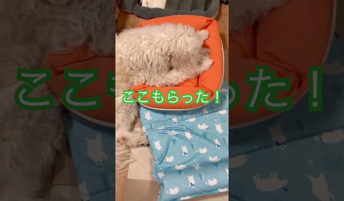 まる（猫）のベッドを占拠したじん（大型犬） #メインクーンミックス #犬と猫#ゴールデンドゥードル