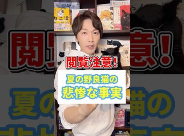 閲覧注意！夏の野良猫の悲惨な事実 #猫 #野良猫 #保護猫