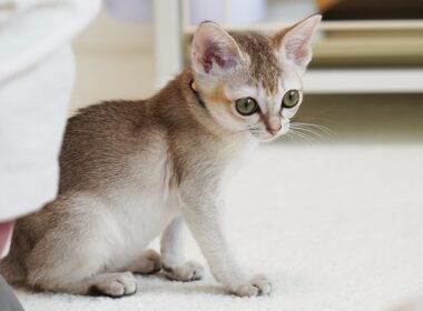 急に静かになった子猫の様子がおかしいです