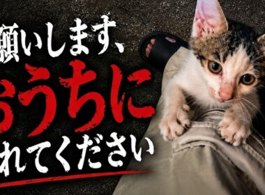 声が枯れるまで鳴き続けた子猫。その小さな命の結末は…