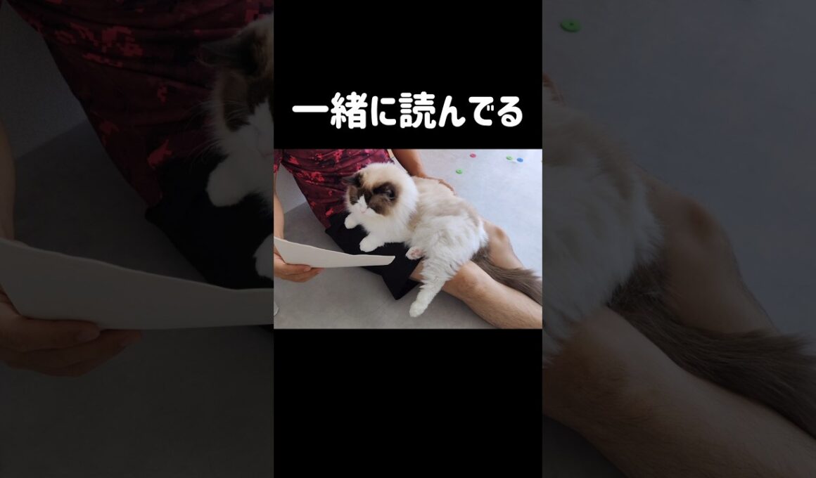デカいもふもふ🐑 #shorts #猫 #ラグドール #甘えん坊猫 #猫のいる暮らし #ragdoll