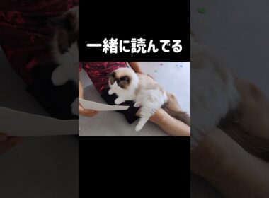 デカいもふもふ🐑 #shorts #猫 #ラグドール #甘えん坊猫 #猫のいる暮らし #ragdoll
