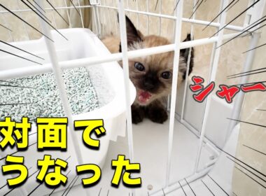 【保護猫】子猫が里親さんとのお見合いで突然威嚇．．．このご縁はどうなる？【団子4兄妹シリーズ#3】