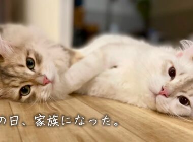 サイベリアン兄弟を迎えた日。人生が変わった瞬間でした。
