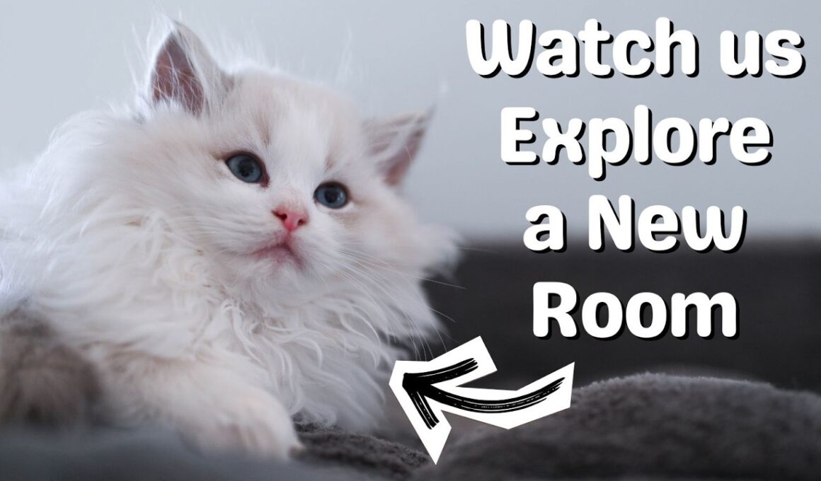 Ragdoll Kittens Explore 🐱 Meet Our Cute Playful Kittens