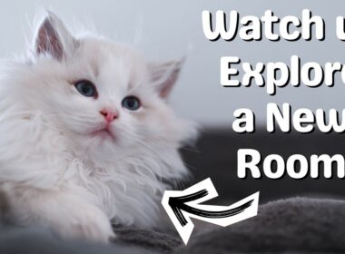 Ragdoll Kittens Explore 🐱 Meet Our Cute Playful Kittens