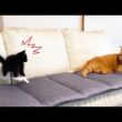 見られただけで飛び跳ねるビビり子猫