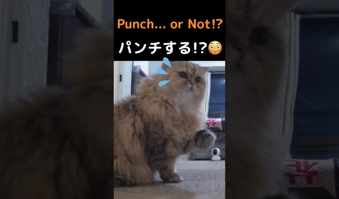 【ペルシャ猫マリーちゃん】猫パンチするの!?しないの!?最後の結末が最高😂#ペルシャ猫 #猫 #猫動画 #猫ショート #猫パンチ #シャー #マリーちゃん #ひめちゃん #チンチラゴールデン