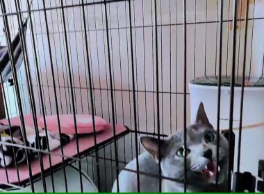 【猫動画】何故か旦那にシャーしてしまうロシアンブルー【russianblue】Russian Blue that somehow shahs her husband