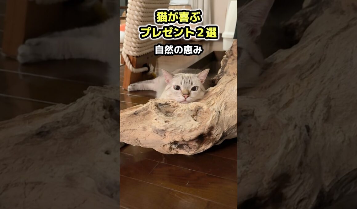 【猫が喜ぶプレゼント】天然の「爪とぎ」&本物の「猫じゃらし」は凄かった！