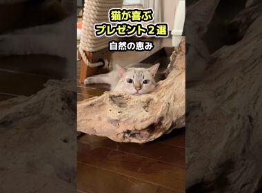 【猫が喜ぶプレゼント】天然の「爪とぎ」&本物の「猫じゃらし」は凄かった！