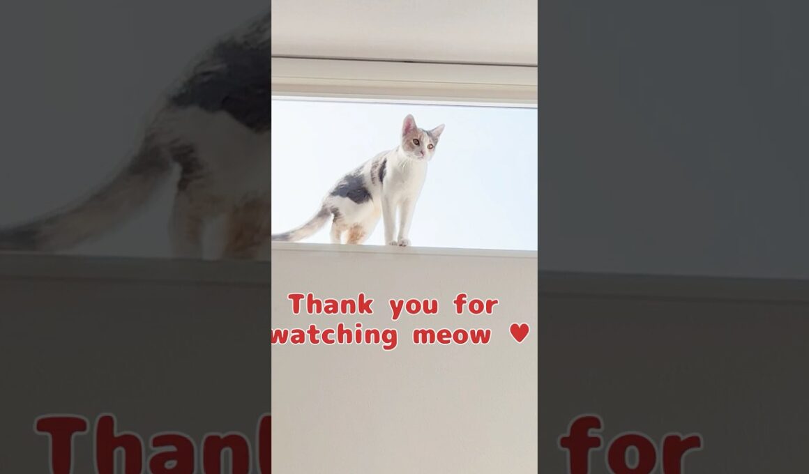 今日も絶好調！三毛猫そらんの賑やかな一日 220 #保護猫 #猫 #cat #kitten #子猫 #猫部