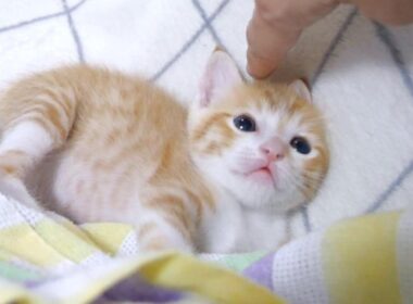 子猫のぴょんぴょんタックルがかわい過ぎ【赤ちゃん猫　保護猫】