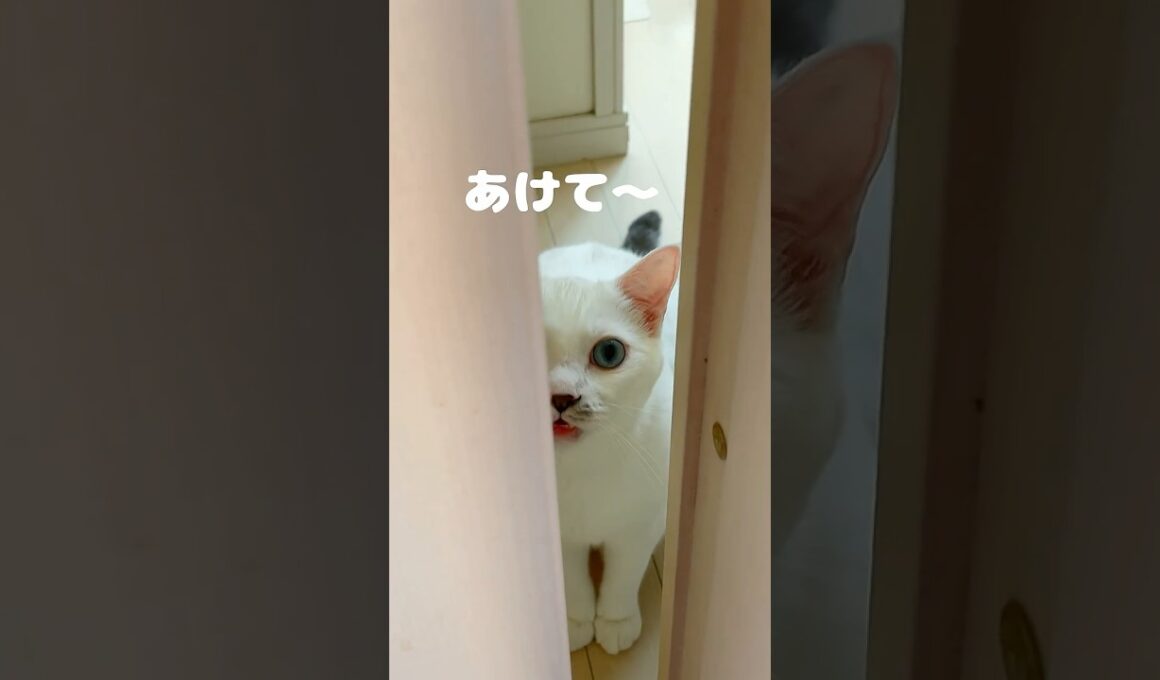 次男に懐きまくってる弟猫が可愛い