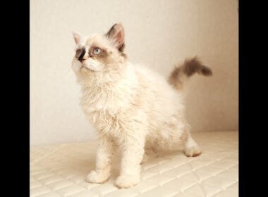セルカークレックス子猫　Selkirk Rex　2026.3.31産まれ　　ライラックトーティーシェル　巻き毛　女の子　シーダキャット猫のお店