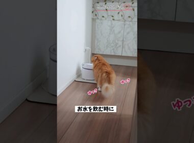 【マンチカン】しっぽでリズムをとりながらお水を飲む女王猫 【犬と猫、両方飼ってると毎日かわいい♥】