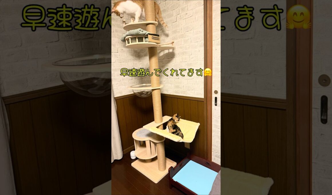 仲良くなったしょう太と芽依にプレゼント #cat #子ネコ #保護猫 #ねこ #かしわねこ #猫 #好きな子猫 #ネコ #子猫