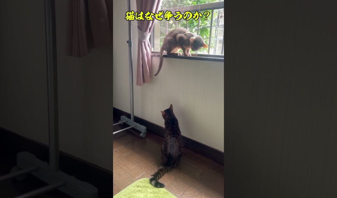 猫はなぜ争うのか #shorts #アビシニアン #トイガー