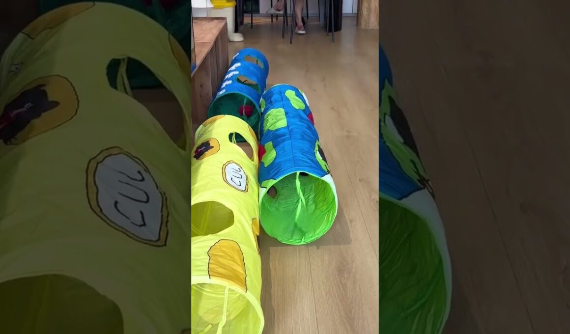 Lazy Siamese Cat Goes CRAZY for Tunnels! 🐱 #Shorts #cat #cattoys #funnycats
