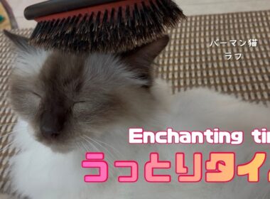 バーマン猫ラフ【うっとりタイム】Enchanting time（バーマン猫）Birman/Cat