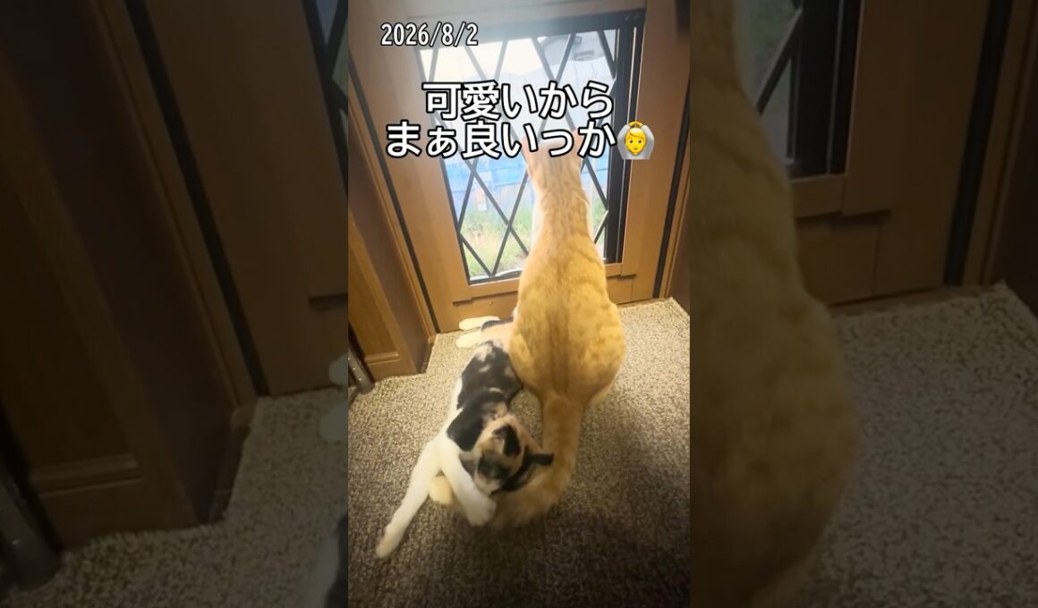日の出からニャルソック頑張ってます #子ネコ #保護猫 #cat #ねこ #かしわねこ #猫 #好きな子猫 #ネコ #子猫