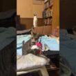 ネコジャラシしたいシャム猫のパンダ。キジシロのルル、黒猫の黒夢に少しは譲ってよｗ