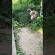 庭で涼むシャム野良さん？