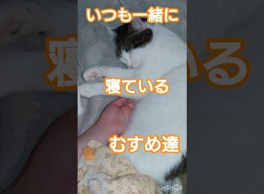 【猫のいる暮らし】娘とウズメちゃん、いつも一緒に寝ているむすめ達の日常　#ねこ #cat #short