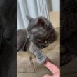 握手_20260727 #shorts #cat #ロシアンブルー#猫
