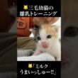 🐱グルメ三毛幼猫、離乳食チャレンジするも…   #cat #kitten #猫 #子猫 #ねこ #こねこ #shorts  #保護猫  #猫のいる暮らし