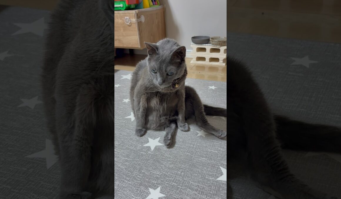20260726 #shorts #cat #ロシアンブルー #猫