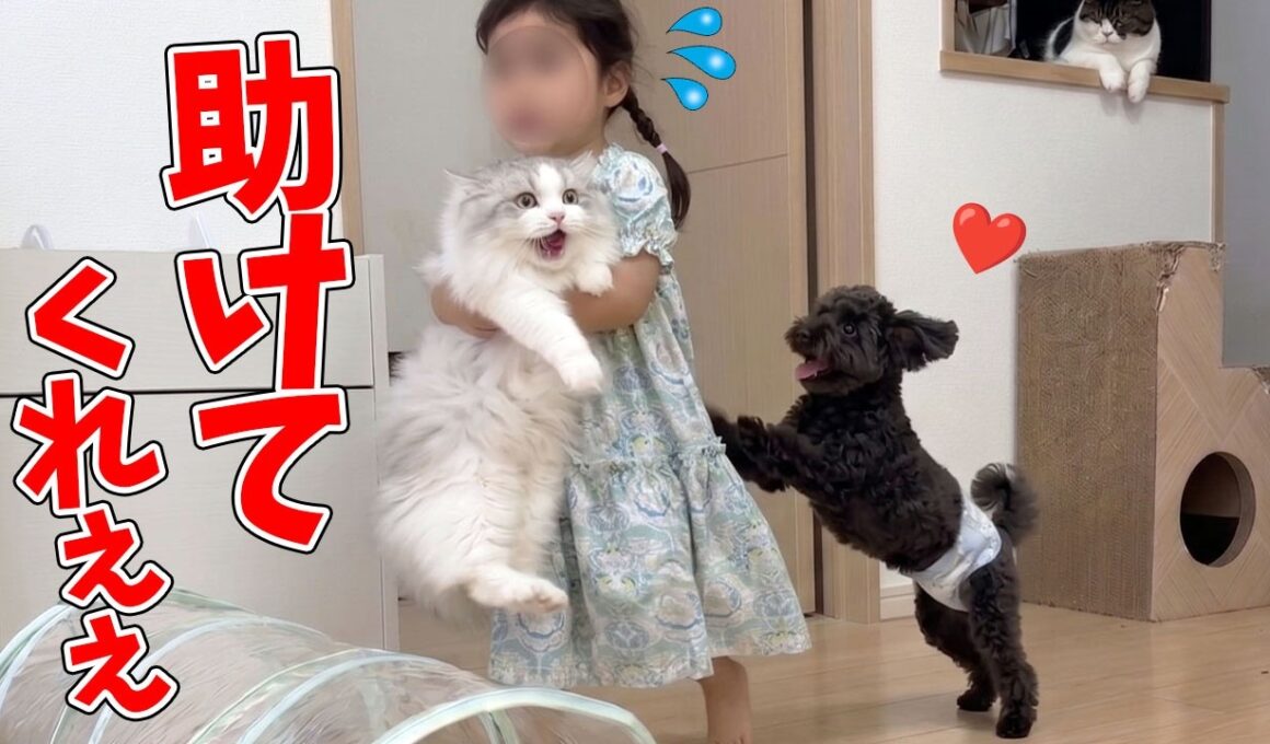 大好きな子猫を犬から必死に守ろうとする2歳の娘がこちらですw
