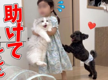 大好きな子猫を犬から必死に守ろうとする2歳の娘がこちらですw