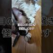 飼猫「そらくん」シャワー後、イジケてます。 #shortsyoutube #スノーシュー猫 #cat