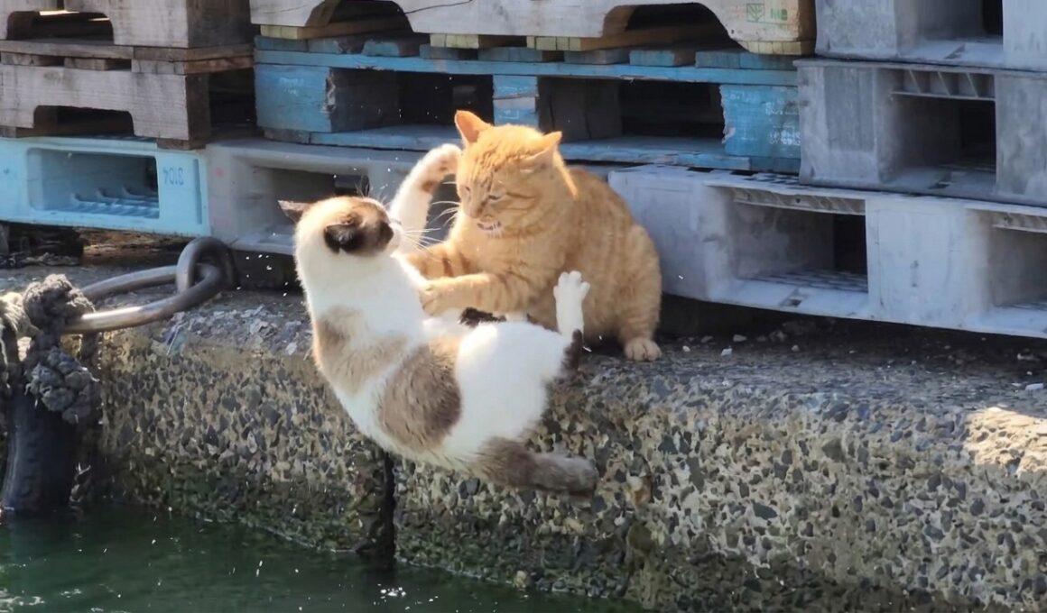 茶トラ猫に喧嘩を売ったタヌキ猫が海に落ちる