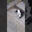 今日はこれでさよならです #cat #ねこねこ #ねこ #猫 #猫動画