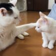育児放棄の子猫に初めてお兄ちゃんが出来ました