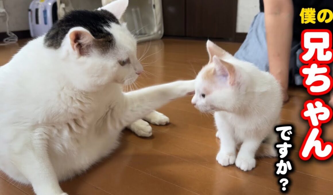 育児放棄の子猫に初めてお兄ちゃんが出来ました