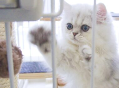 【チンチラペルシャ】子猫をお迎えしました！